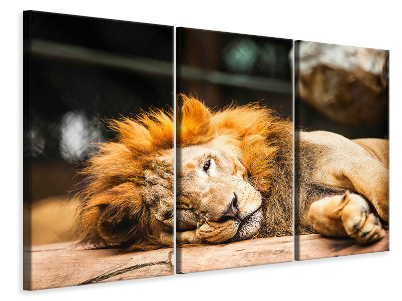 3-piece-canvas-print-relaxed-lion