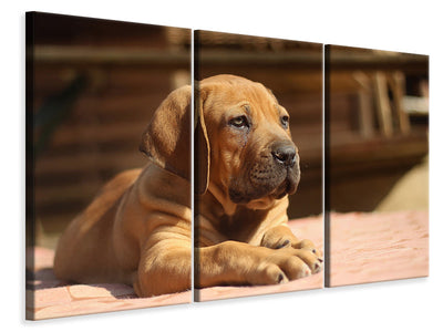 3-piece-canvas-print-sad-dog-look