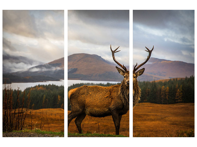 3-piece-canvas-print-scottish-stag