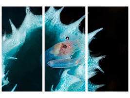 3-piece-canvas-print-shrimp-in-a-blue-sponge