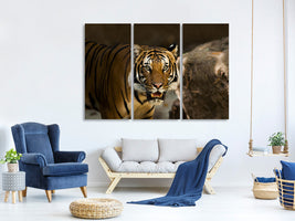 3-piece-canvas-print-sibirian-tiger