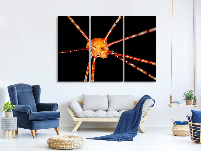 3-piece-canvas-print-spider-squat-lobster