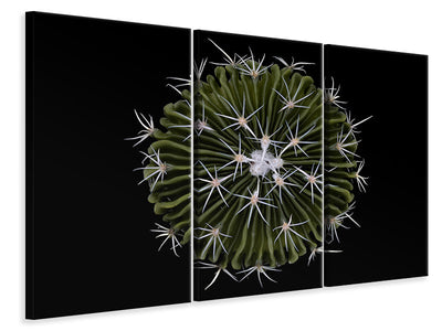 3-piece-canvas-print-stenocactus