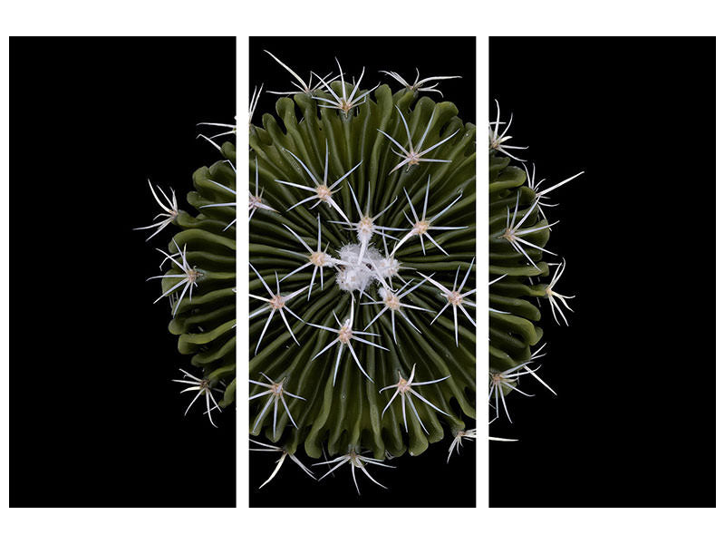 3-piece-canvas-print-stenocactus