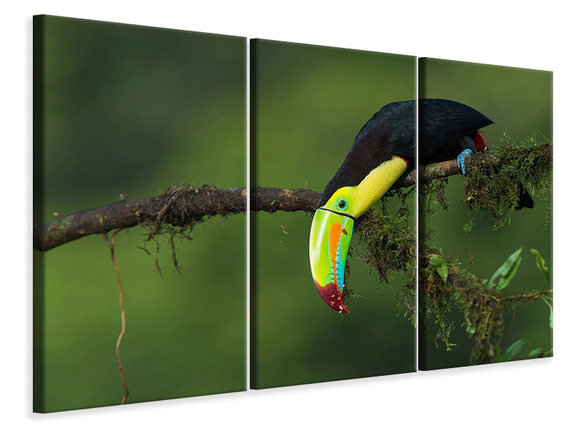 3-piece-canvas-print-the-colors-of-costa-rica