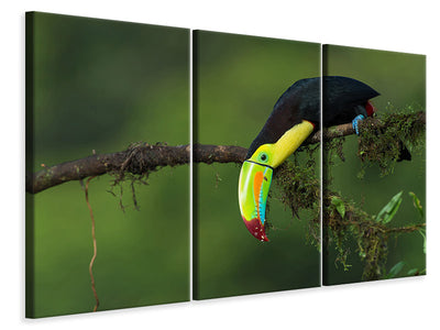 3-piece-canvas-print-the-colors-of-costa-rica
