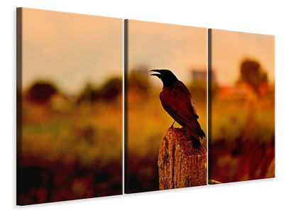 3-piece-canvas-print-the-crow-in-the-evening-light