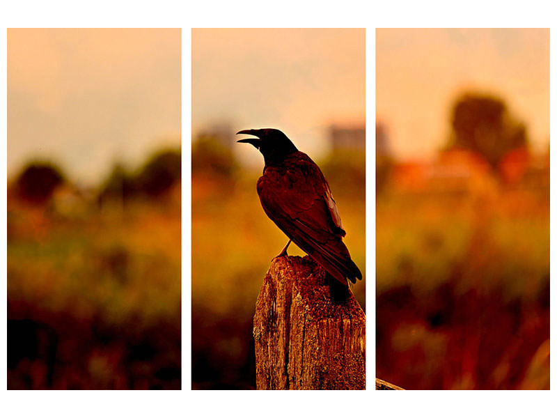 3-piece-canvas-print-the-crow-in-the-evening-light