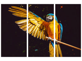 3-piece-canvas-print-the-macaw