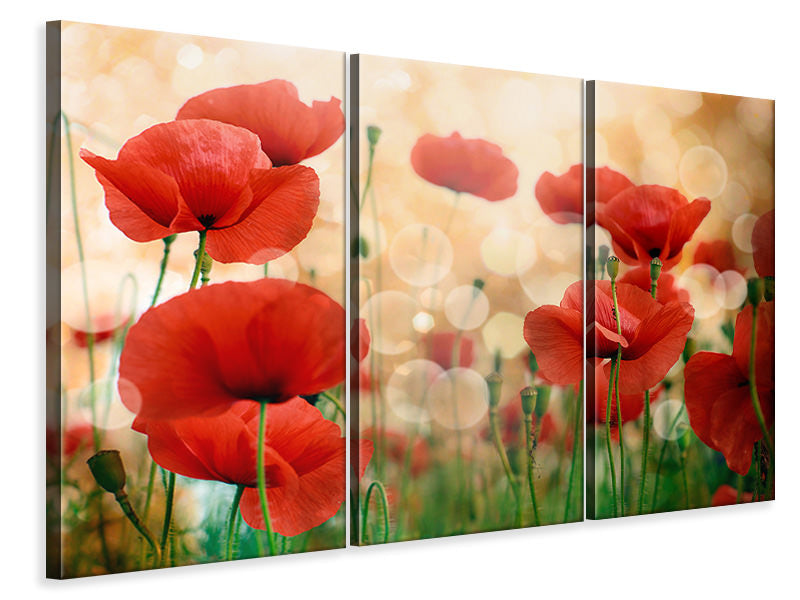 3-piece-canvas-print-the-poppy