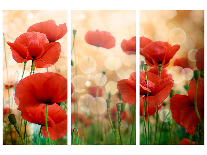 3-piece-canvas-print-the-poppy