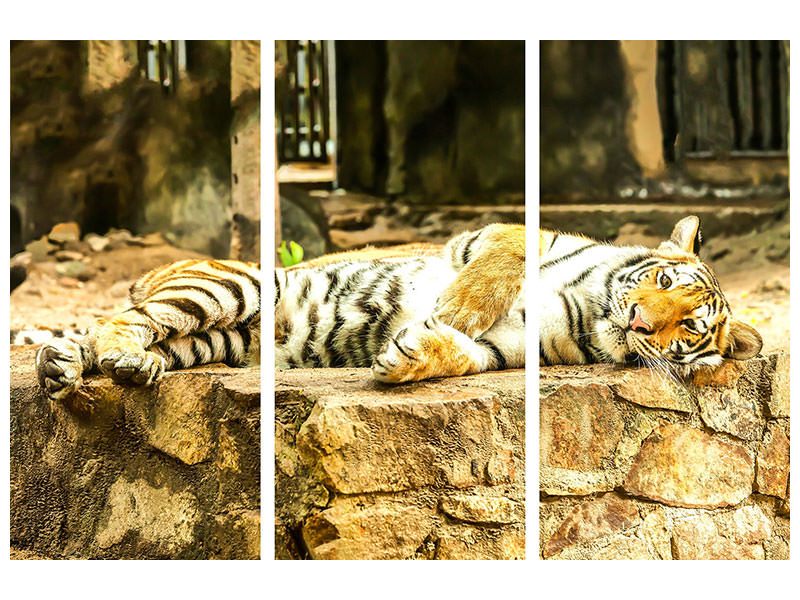 3-piece-canvas-print-the-siberian-tiger