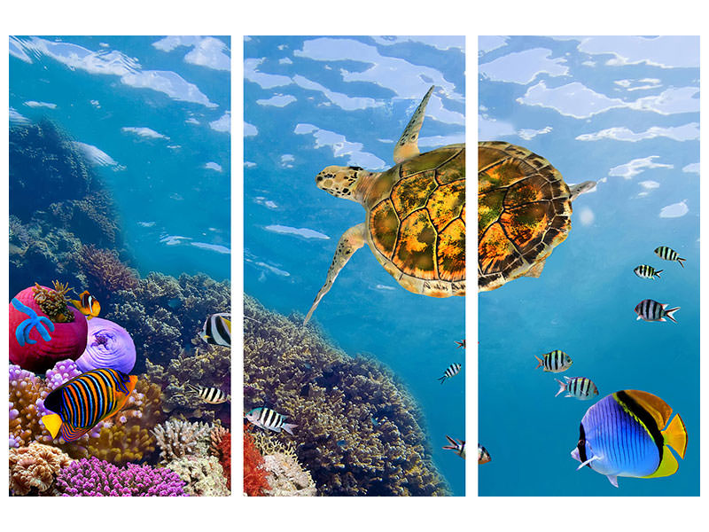 3-piece-canvas-print-the-turtle