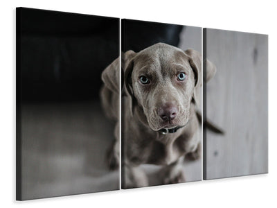 3-piece-canvas-print-the-weimaraner