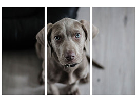 3-piece-canvas-print-the-weimaraner