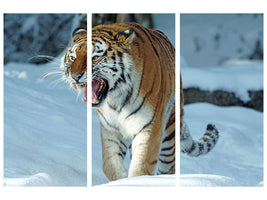 3-piece-canvas-print-tiger-in-the-snow