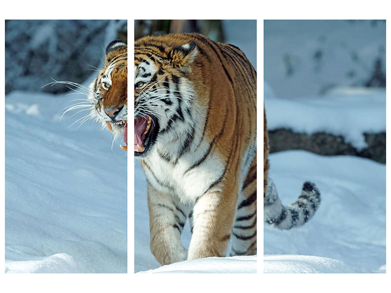 3-piece-canvas-print-tiger-in-the-snow