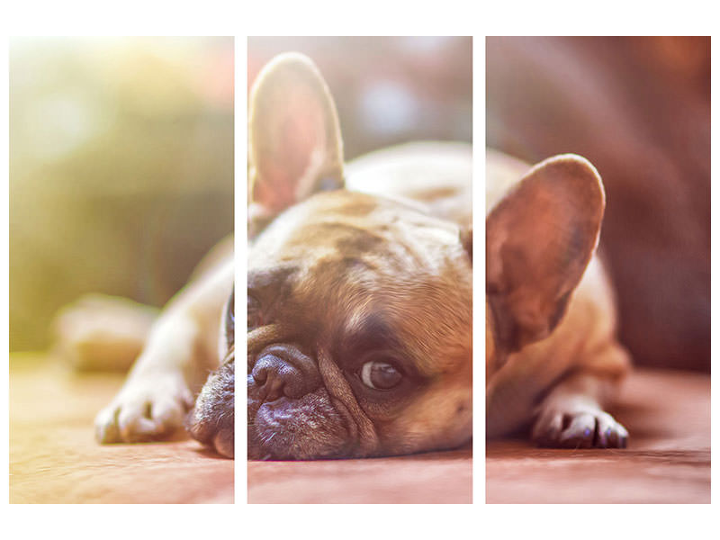 3-piece-canvas-print-tired-bulldog