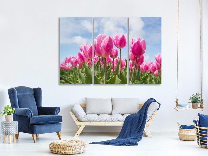 3-piece-canvas-print-tulip-field-in-pink