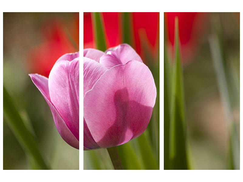 3-piece-canvas-print-tulip-pretty-in-pink