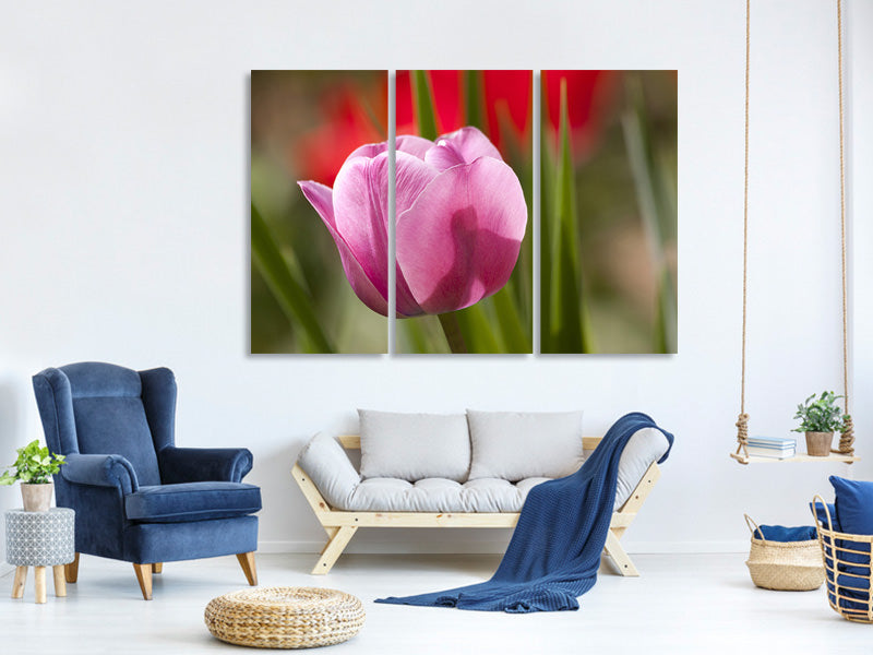 3-piece-canvas-print-tulip-pretty-in-pink