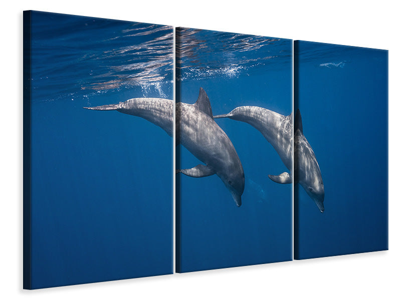 3-piece-canvas-print-two-bottlenose-dolphins