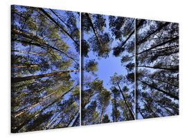 3-piece-canvas-print-under-high-treetops