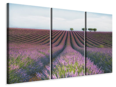 3-piece-canvas-print-velours-de-lavender