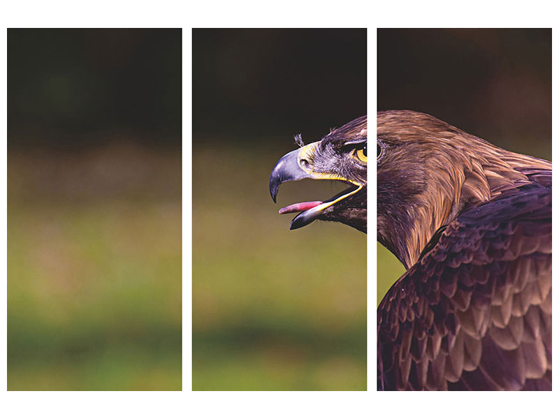 3-piece-canvas-print-watchful-eagle