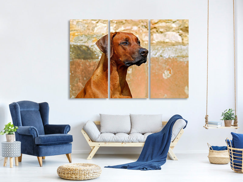 3-piece-canvas-print-watchful-rhodesian-ridgeback