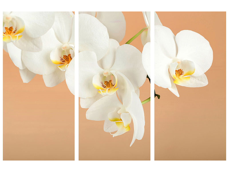 3-piece-canvas-print-white-orchid-flowers