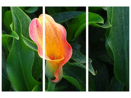 3-piece-canvas-print-wild-calla