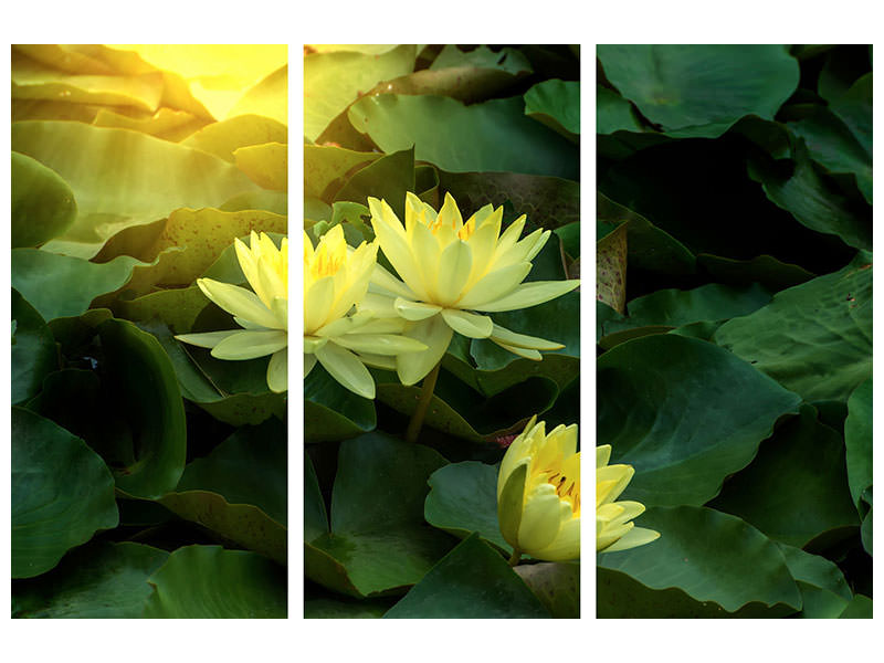 3-piece-canvas-print-wild-lotus