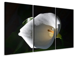 3-piece-canvas-print-wonderful-calla