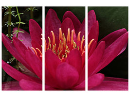 3-piece-canvas-print-wonderful-water-lily