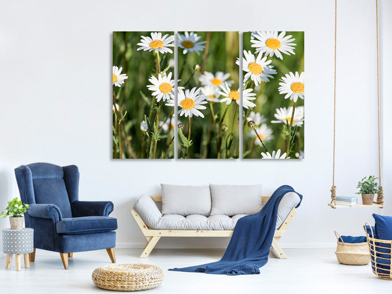 3-piece-canvas-print-xl-daisies