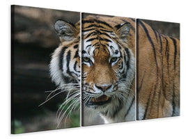 3-piece-canvas-print-xl-tiger