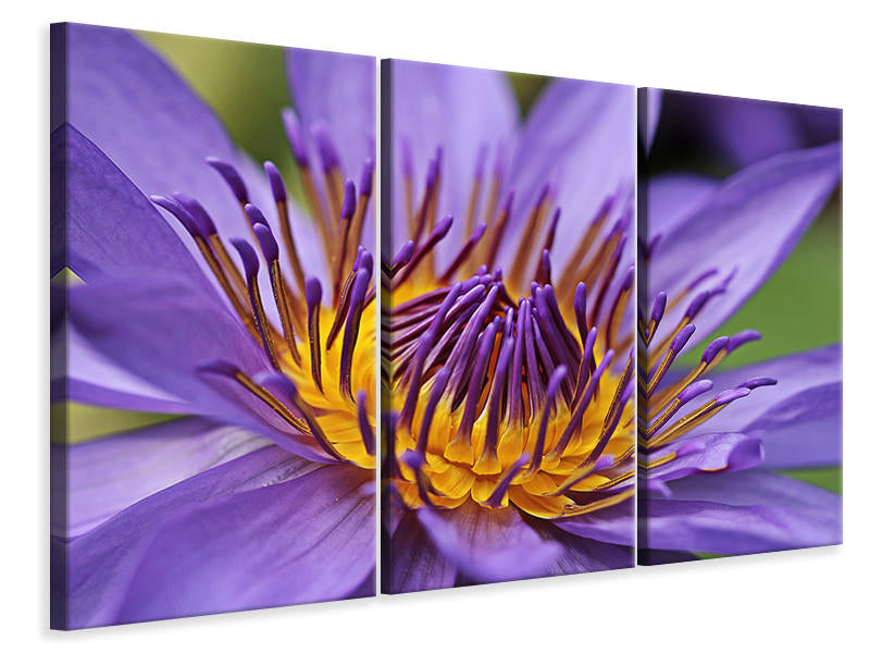 3-piece-canvas-print-xxl-water-lily-in-purple