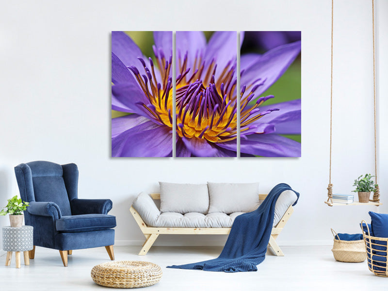 3-piece-canvas-print-xxl-water-lily-in-purple