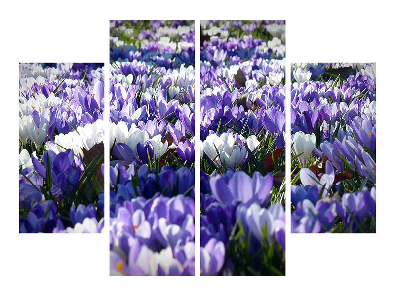 4-piece-canvas-print-a-field-full-of-crocuses