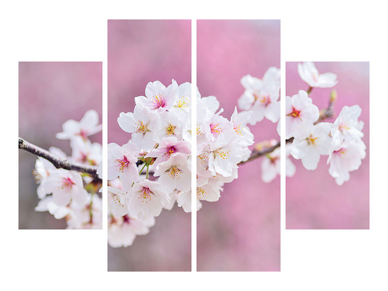 4-piece-canvas-print-cherry-blossoms-xxl