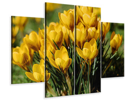 4-piece-canvas-print-crocuses-in-spring