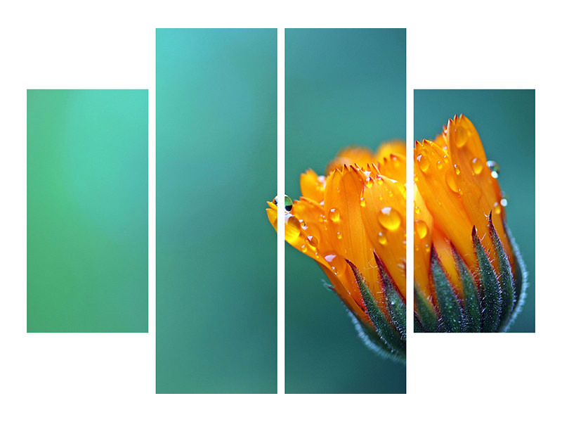 4-piece-canvas-print-marigold-in-morning-dew