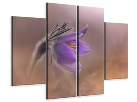 4-piece-canvas-print-pulsatilla-vulgaris