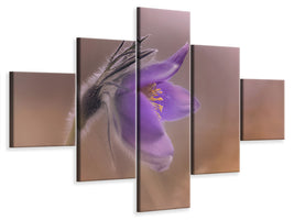 5-piece-canvas-print-pulsatilla-vulgaris