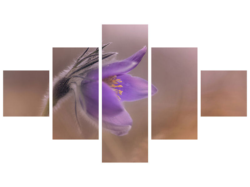 5-piece-canvas-print-pulsatilla-vulgaris