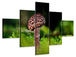 5-piece-canvas-print-strobilomyces-strobilaceus