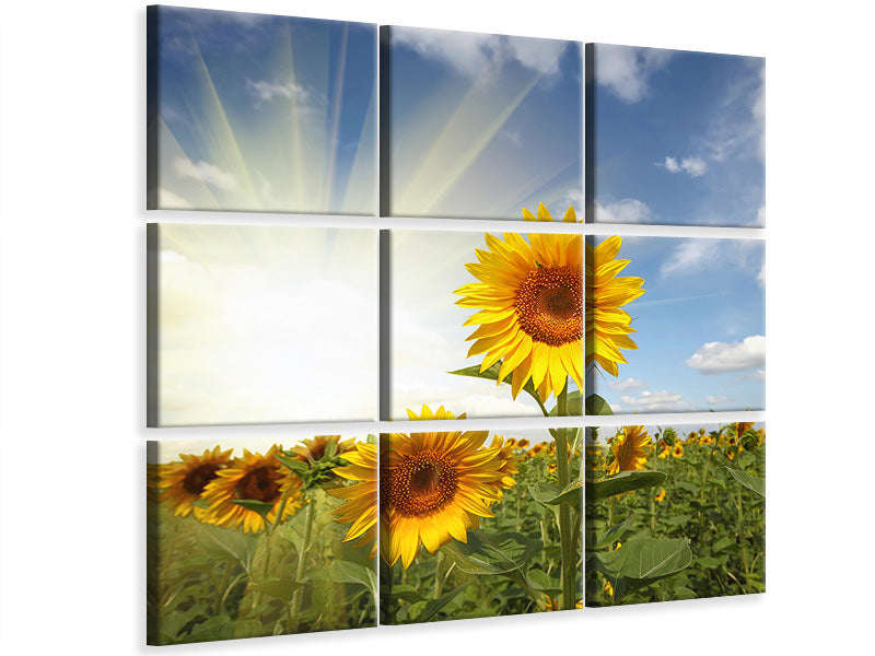 9-piece-canvas-print-sunflower-in-sunlight