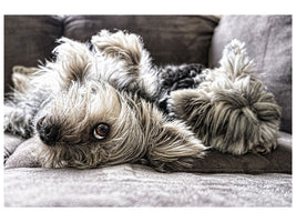 canvas-print-2-cute-dogs