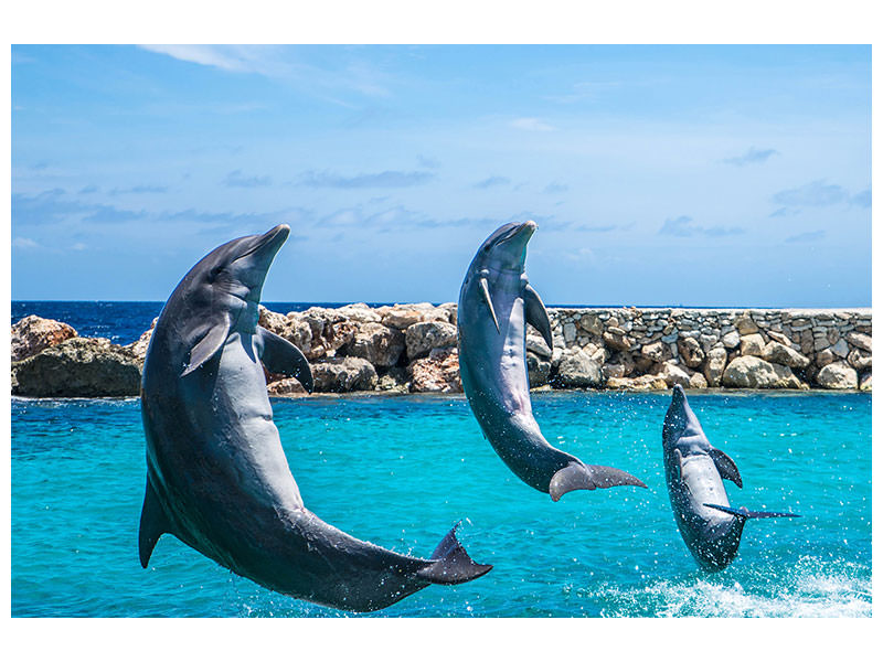 canvas-print-3-dolphins